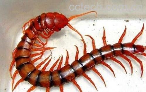  蜈蚣药用价值-0