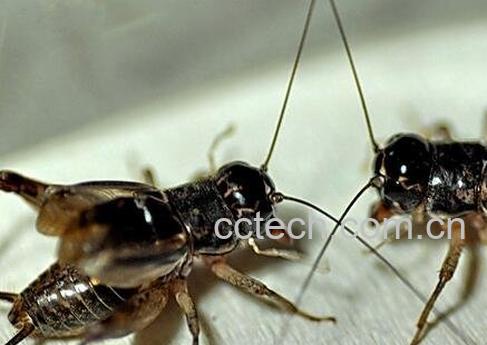 蟋蟀的功效与作用 蟋蟀药用价值-0