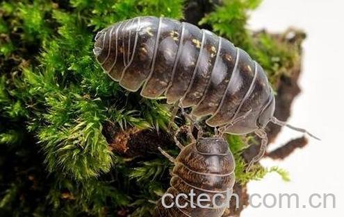 鼠妇的功效与作用-0