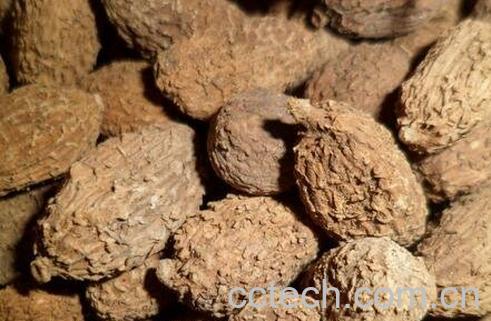 砂仁的功效与作用及食用方法-0