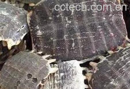 鳖壳的药用价值 鳖壳的功效与作用-0