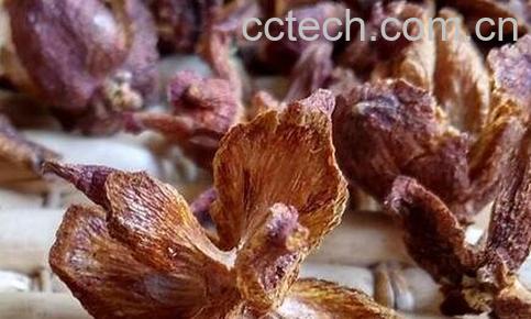 侧柏壳的功效与作用-0