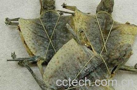 蛤蚧的功效与作用 蛤蚧药用价值-0