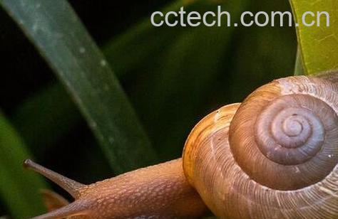 蜗牛的功效与作用 蜗牛药用价值-0