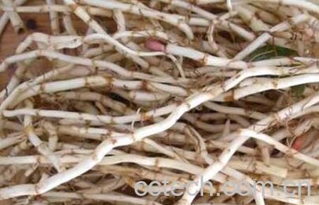 折耳根的功效与作用及食用方法-0