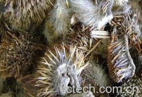  刺猬皮药用价值-0