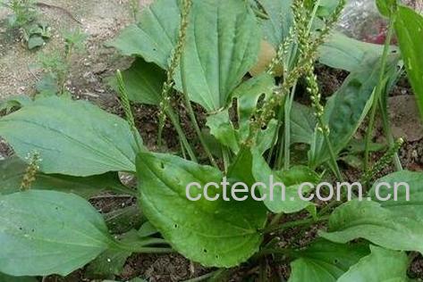 车前草药用价值-0