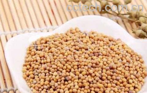 白芥子的功效与作用及禁忌-0