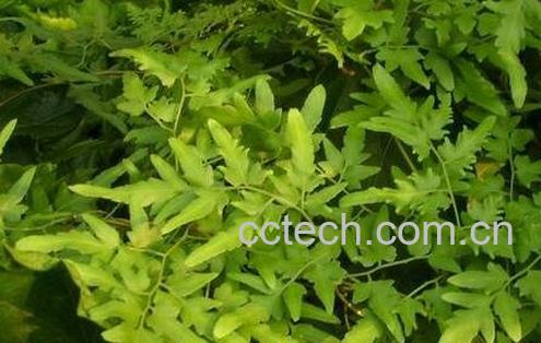 海金沙的功效及作用-0