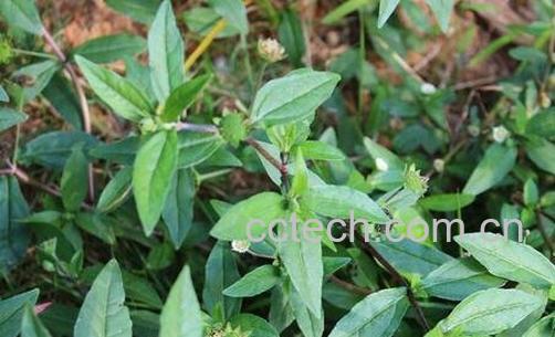 墨旱莲的功效及作用-0