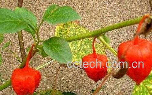 酸浆的功效及作用-0