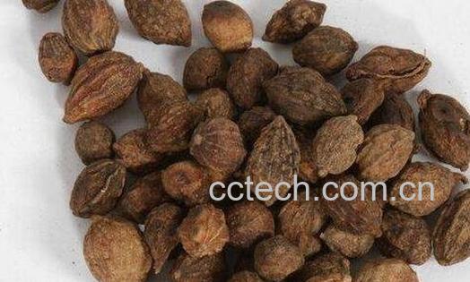  益智仁的配伍应用-0