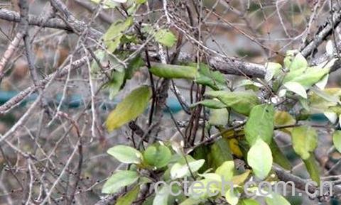 桑寄生的配伍应用-0