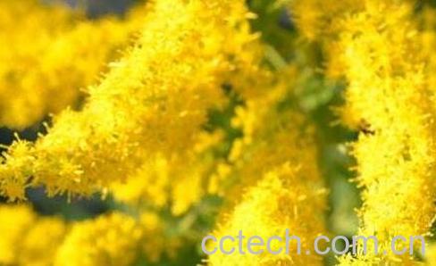 一枝黄花的功效及作用-0