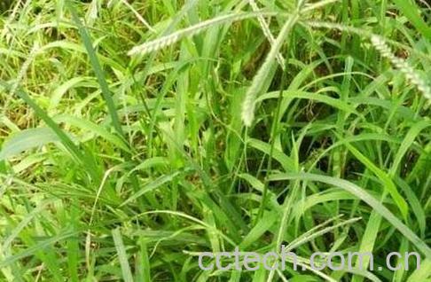 牛筋草的功效与作用-0