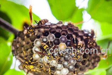 马蜂窝怎么食用方法-0