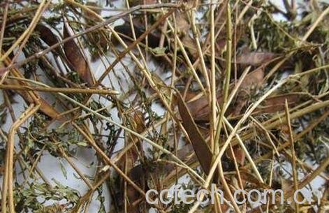 皂角根的功效与作用-0