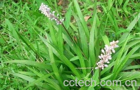 麦门冬的功效与作用及禁忌-0