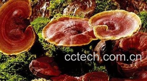 灵芝药用价值-0
