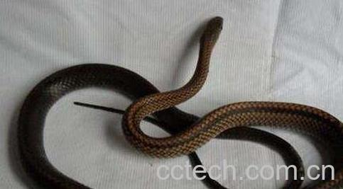 乌蛇的功效及作用-0