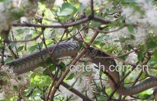 乌梢蛇的食疗功效与用法-0