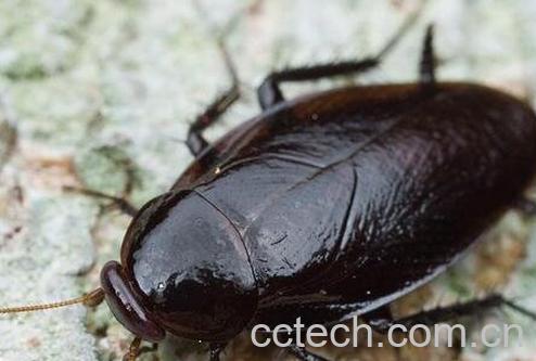 蟑螂药用价值-0