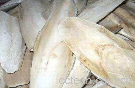 乌贼骨的功效与作用-0