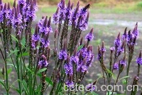 马鞭草的功效与作用-0