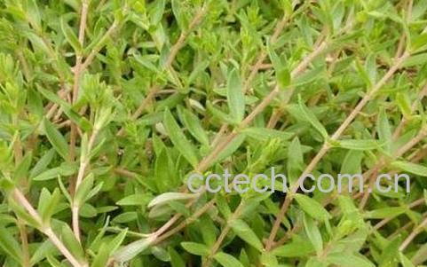 垂盆草的功效与作用及禁忌-0