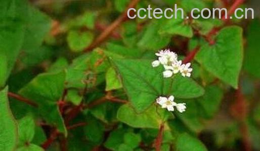 开金锁的功效与作用-0