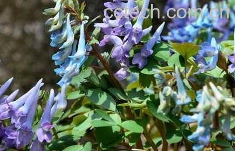 延胡索的功效与作用及食用方法-0