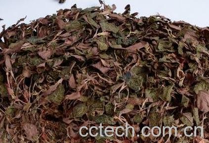 金线莲的食用方法及禁忌-0