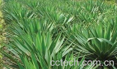 剑麻花的功效与作用-0