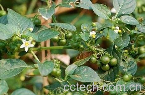 龙葵的食用方法及禁忌-0