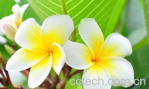 鸡蛋花的功效与作用及禁忌-0