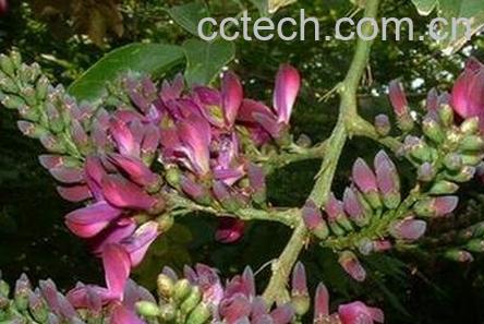 鸡血花的功效与作用及食用方法-0