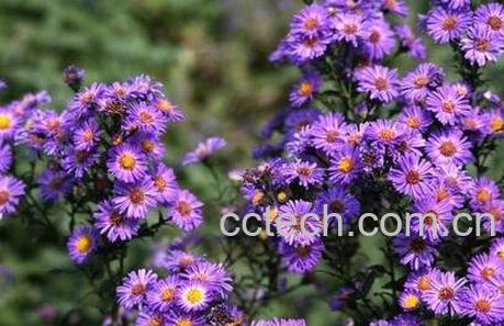 紫菀的功效与作用及食用方法-0