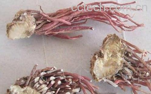 紫芫的功效与作用-0