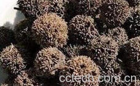  路路通的食用方法及禁忌-0