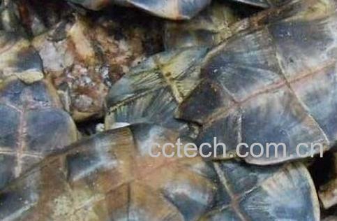 龟板的食用方法及禁忌-0