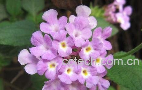 紫云英草的功效与作用-0