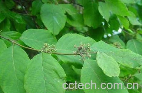 紫珠叶的功效与作用-0