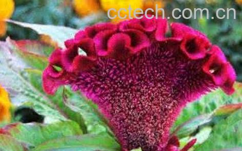 鸡冠花的功效与作用及食用方法-0