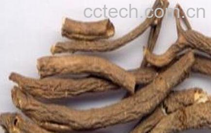 中药五加皮性味归经 功效作用及应用-0