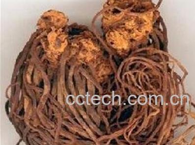 紫苑的功效与作用及食用方法-0