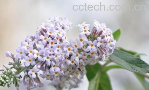 黄米饭花的功效与作用-0