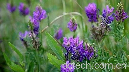 黄芪叶子和花的功效与作用-0