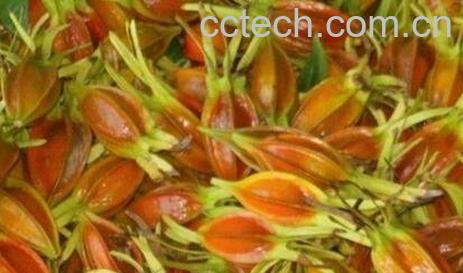 黄栀子的功效与作用-0