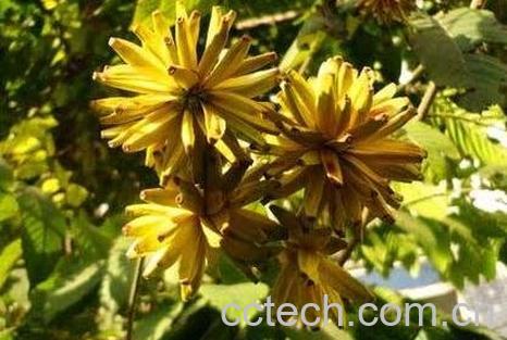 喜树果的功效与作用 喜树果的毒副作用-0