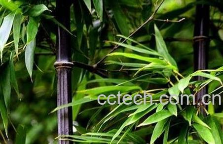 紫竹的功效和作用-0